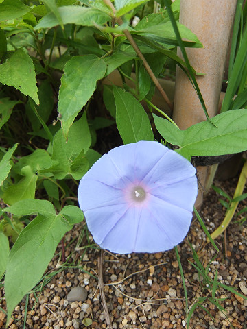 b0309813_732114.jpg