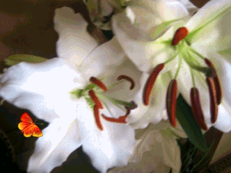 e0255638_1783325.gif