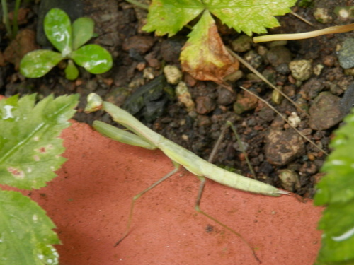 e0288951_17373385.jpg