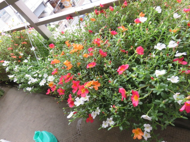 f0346196_07141711.jpg