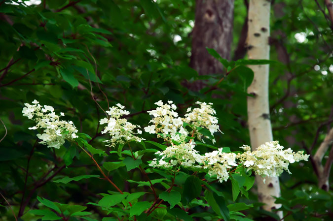 a0263109_13354653.jpg