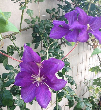 c0234938_00484217.jpg