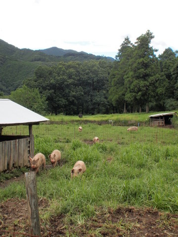 b0199742_21332224.jpg