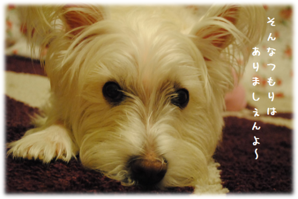 b0242873_22073026.png