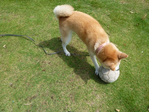 c0123890_22112620.jpg