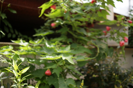 a0318033_8215068.jpg