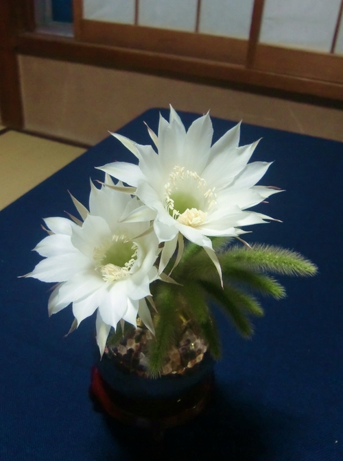 f0329849_21495582.jpg
