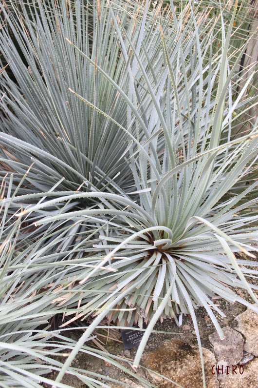 f0293522_037986.jpg