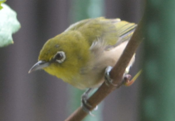 b0165233_1154767.jpg