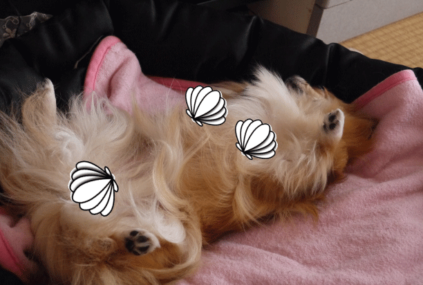 f0185804_18125688.gif