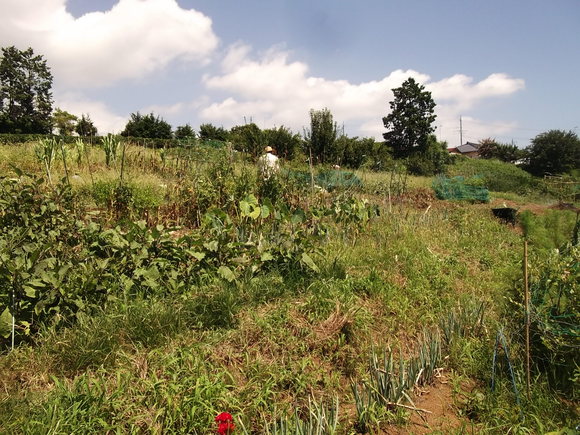 b0137932_1720095.jpg