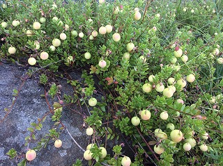e0004756_21142520.jpg