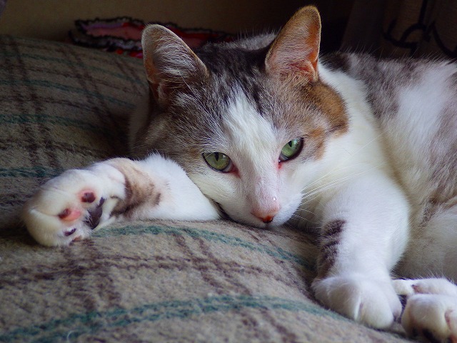 a0159490_12253831.jpg