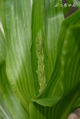 f0353990_18170920.jpg