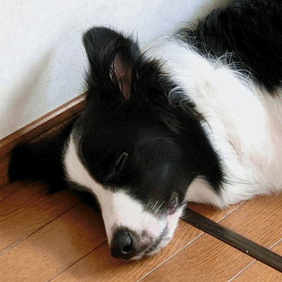 b0279527_164119.gif