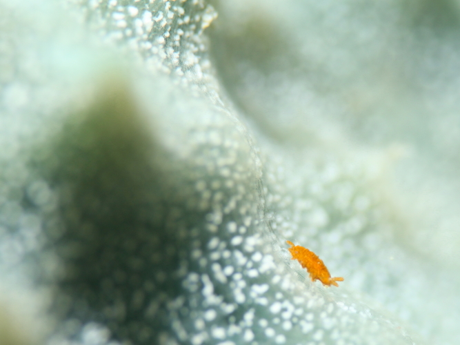 c0034029_5595923.jpg