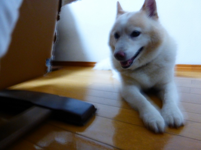 b0138430_17351510.jpg