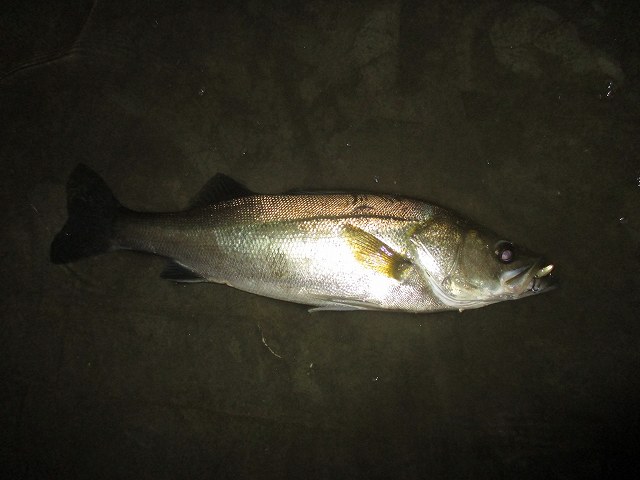 f0321433_01032310.jpg