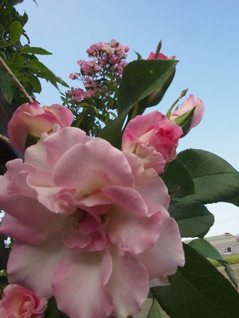 b0246758_20045896.jpg
