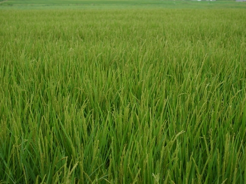 c0166668_9245585.jpg