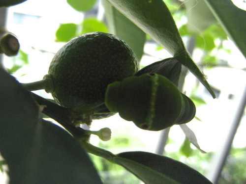 e0275478_1640197.jpg
