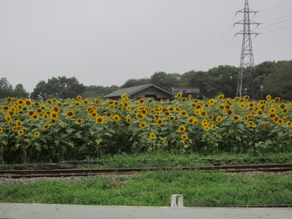 d0098295_23235059.jpg