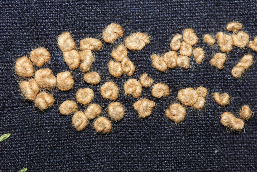 c0325097_10391198.jpg