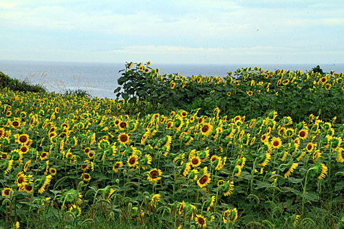 b0014607_1652420.jpg