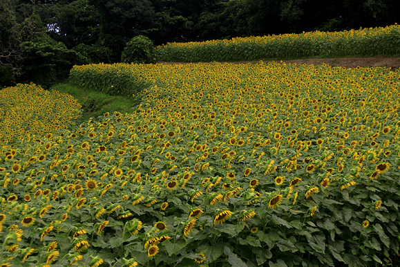 b0016545_5312187.jpg