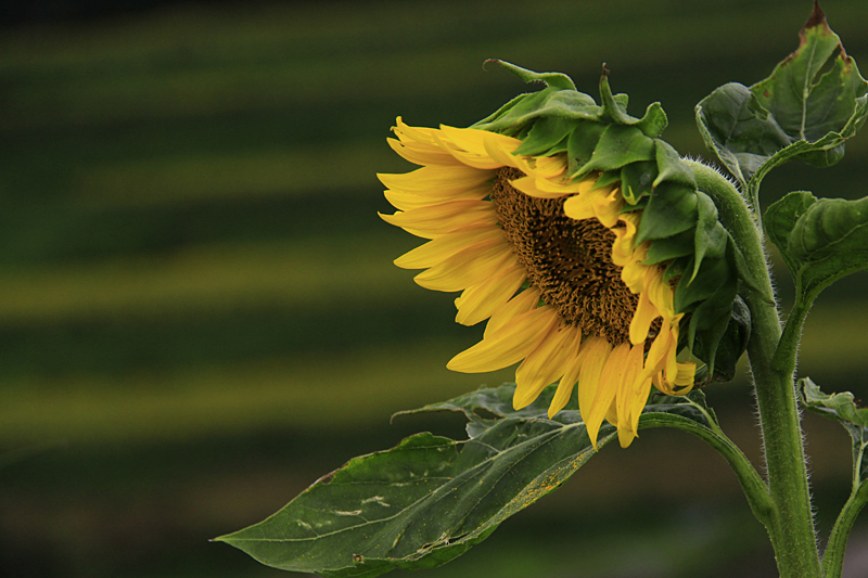 b0016545_5314748.jpg