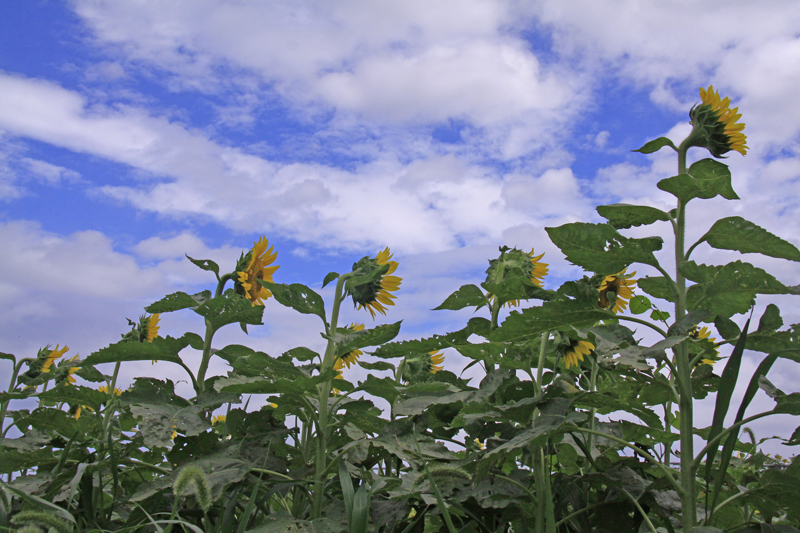 b0016545_532980.jpg