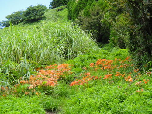 c0179351_9495159.jpg