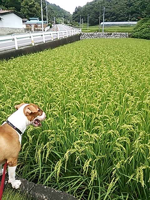 c0073152_17454579.jpg