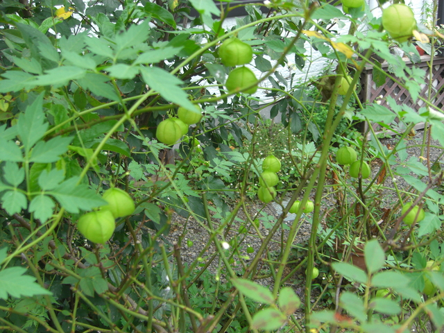 d0233866_1444375.jpg