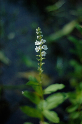 a0061599_739441.jpg