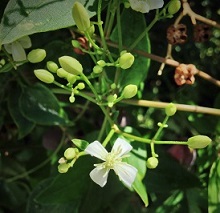 b0166100_112450.jpg