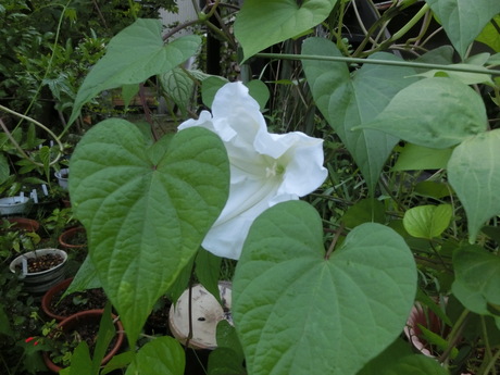 a0203003_21142658.jpg