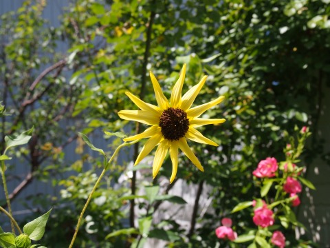 c0117007_16264156.jpg