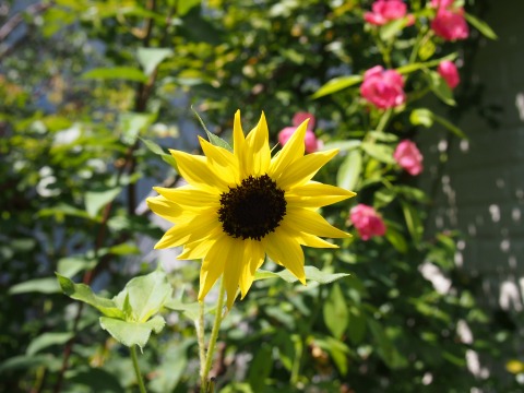 c0117007_16273864.jpg