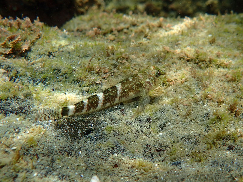 e0189021_211827.jpg