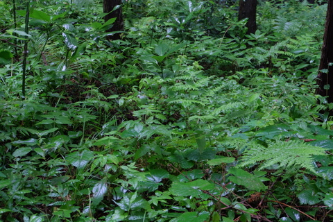 b0281732_8465550.jpg