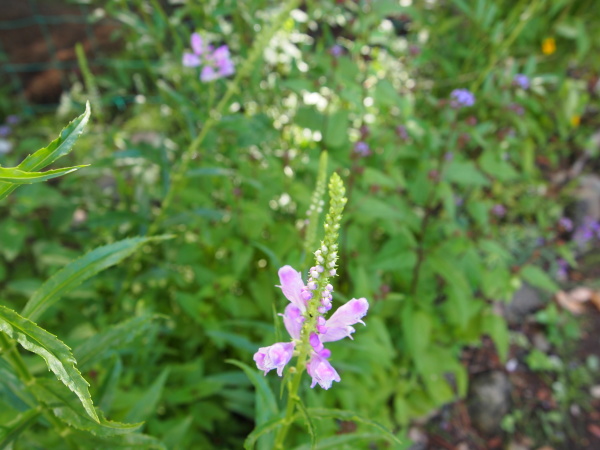 c0310543_01053593.jpg