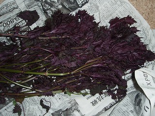 e0004756_20563370.jpg