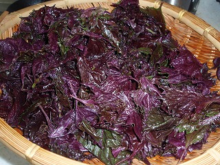 e0004756_21168.jpg