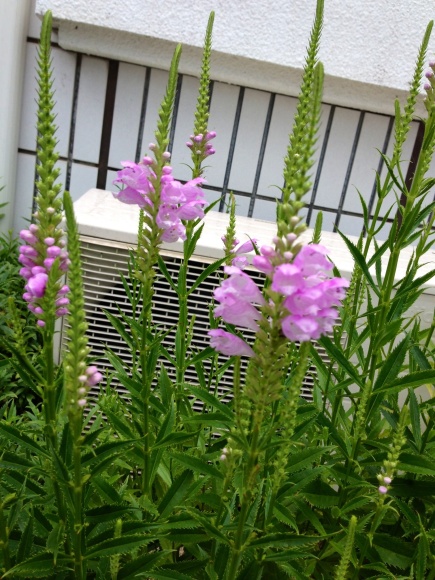 b0267163_17212858.jpg