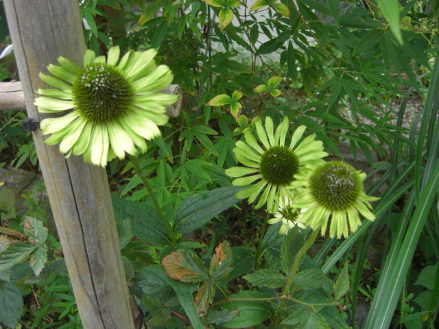 d0233866_10582636.jpg