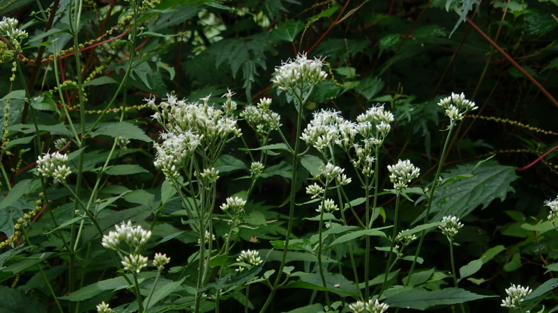 e0024081_20514199.jpg