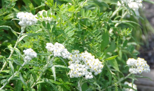 c0144185_12463184.jpg