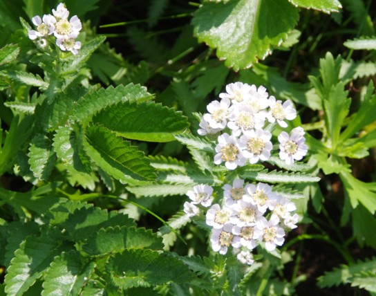 c0144185_1255533.jpg