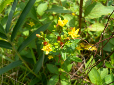 e0272335_516440.jpg